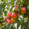 Nectarine Flavourtop Tree in a 5L pot