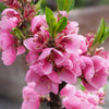 Nectarine Flavourtop Tree in a 5L pot