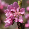 Nectarine Flavourtop Tree in a 5L pot