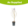 Nectarine Flavourtop Tree in a 5L pot