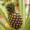 Edible Pineapple Plant in a 12cm pot