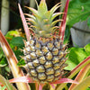 Edible Pineapple Plant in a 12cm pot