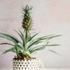Edible Pineapple Plant in a 12cm pot