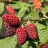 Tayberry in a 1.7L Pot