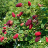 Tayberry in a 1.7L Pot