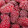 Tayberry in a 1.7L Pot