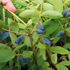 Honeyberry Altaj in a 1.7L pot