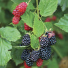 Thornless Blackberry in a 1.7L pot
