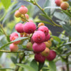 Pair of Blueberry Pink Lemonade in 1.7L pots