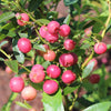 Pair of Blueberry Pink Lemonade in 1.7L pots