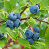 All season Blueberry Collection in 3L pots x3