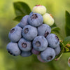 All season Blueberry Collection in 3L pots x3