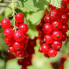 Redcurrant & Blackcurrant collection in 1.7L pots