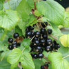 Redcurrant & Blackcurrant collection in 1.7L pots