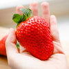 Strawberry 'Colossus' jumbo plug plants x12