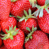 Strawberry 'Colossus' jumbo plug plants x12