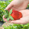 Strawberry 'Colossus' jumbo plug plants x12