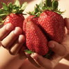 Strawberry 'Colossus' jumbo plug plants x12