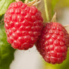 Raspberry Long Canes x10