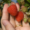 Raspberry Long Canes x10