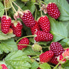 Pair of Loganberries in 2L pots