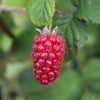 Pair of Loganberries in 2L pots