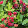 Pair of Loganberries in 2L pots