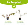 Pair of Loganberries in 2L pots