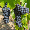 Black Grape Vine in a 2L pot