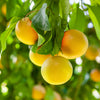 Citrus Grapefruit in a 4L pot