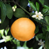 Citrus Grapefruit in a 4L pot