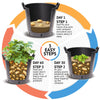 Patio Potato Growing Selection