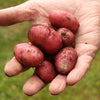 Patio Potato Growing Selection
