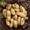 Patio Potato Growing Selection