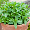 Chefs Favourites Herb Plug Plant Collection x18
