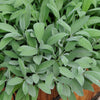 Chefs Favourites Herb Plug Plant Collection x18