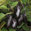Aubergine Patio Baby plug plants x6