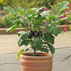 Aubergine Patio Baby plug plants x6