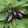 Aubergine Patio Baby plug plants x6