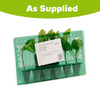 Aubergine Patio Baby plug plants x6