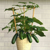 Cucumber Quick Snack plug plants x6