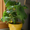 Cucumber Quick Snack plug plants x6