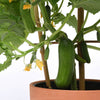 Cucumber Quick Snack plug plants x6