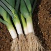 Leek Jolant plug plants x12