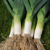 Leek Jolant plug plants x12