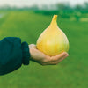 Onion Exhibition Plug Plants x12