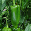 Pepper Sweet Parade Plug Plants x12