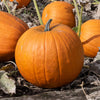 Pumpkin Atlantic giant Plug Plants x12