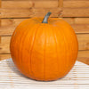 Pumpkin Atlantic giant Plug Plants x12