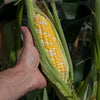 Sweetcorn Pot Of Gold Plug Plants x12